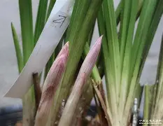 b站bv1kj411q77x置顶答案-爱游戏官方网站